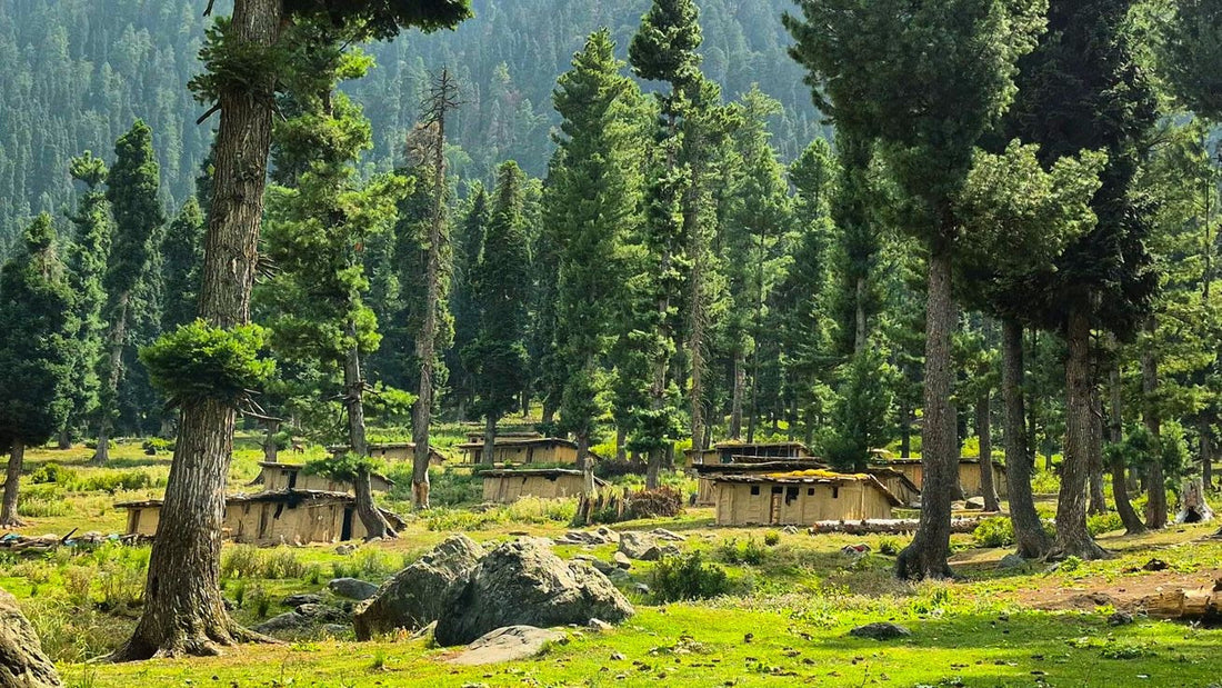 Rural Kashmir village landscape — authentic homestay, photography retreat and slow travel with Ardah Homestays