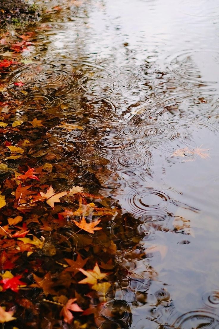 Golden chinar trees in autumn Kashmir — slow living retreat and photography getaway at Ardah Homestays