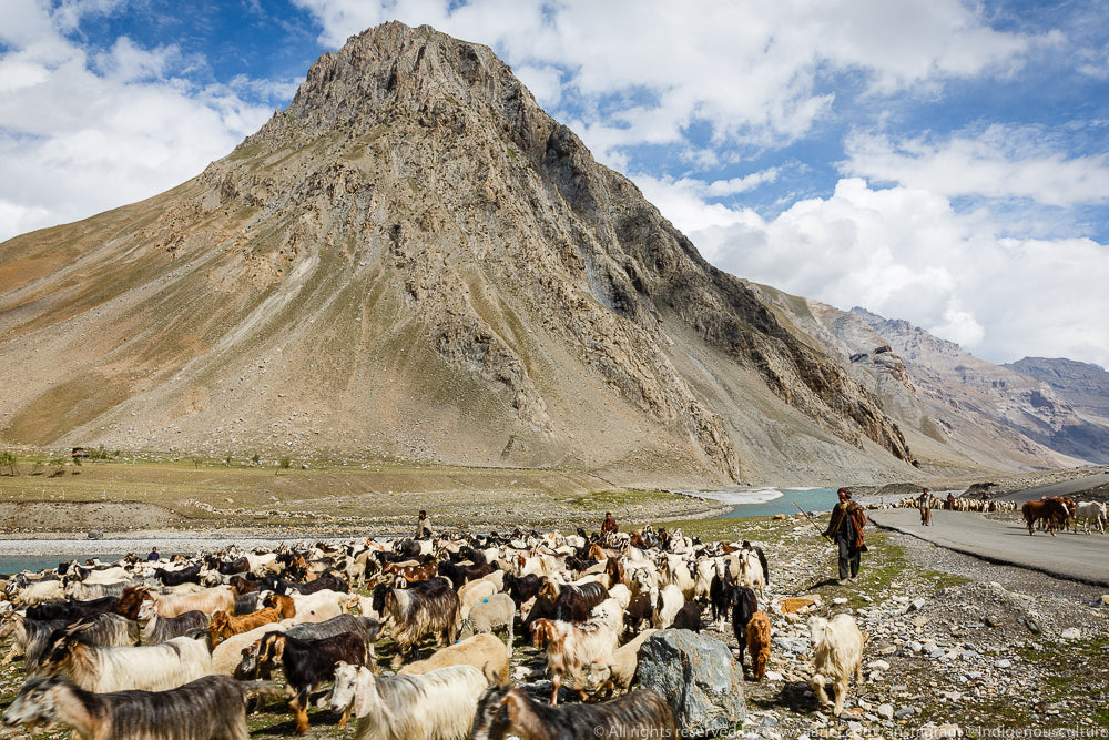 Scenic landscape of Kashmir Himalayas — Ardah Homestays curated travel packages to Gurez, Drass, Kargil and Mushkoh Valley